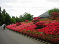 NccW